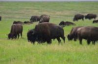 Buffalo Jeep Safari e Mammoth Site Tour - Housity