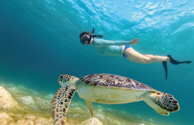 Visit Riviera Maya Tulum Guided Tour and Akumal Swim with Turtles in Cozumel
