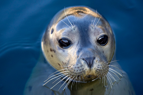 Le Grau-du-Roi: Biglietto d&#039;ingresso prioritario per il Seaquarium