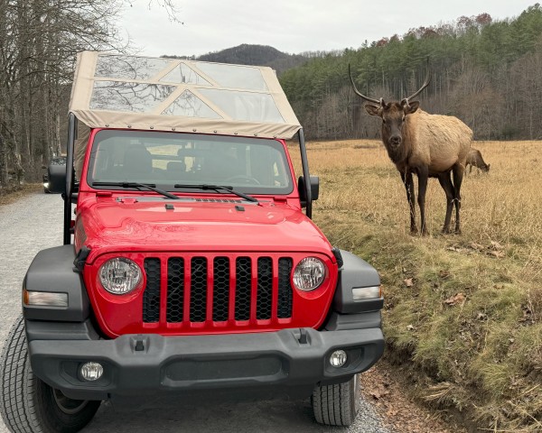 Visit 4 HR. Guided Safari Jeep Eco, ELK Wilderness Adventure in Sylva
