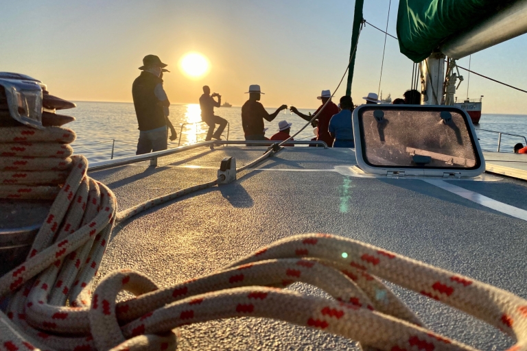 Walvis Bay: Tour en catamarán de lujo de los 5 marinos