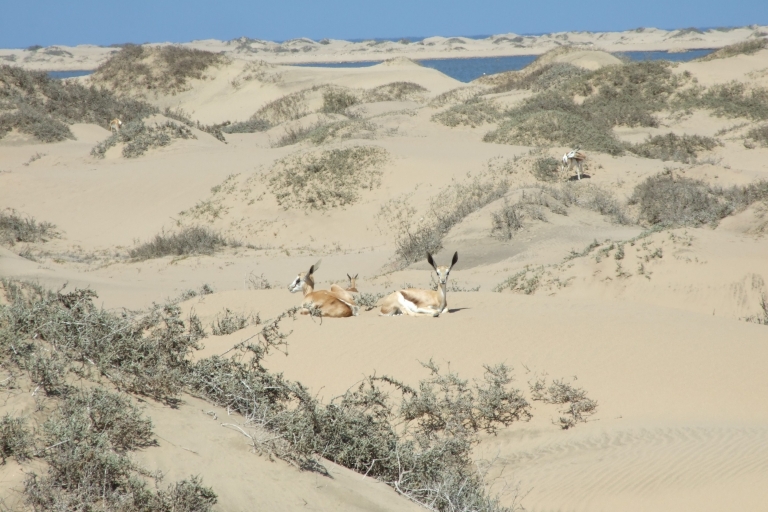 Walvis Bay: 4x4 Desert Excursion to Sandwich Harbour Bay Tour with Walvis Bay Meeting Point
