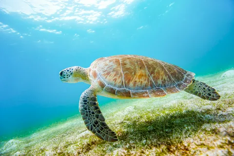 St. Thomas: Snorkeling - Snorkel St. John