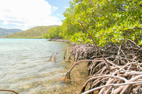Saint Thomas, Mangrove Kayak y Snorkel Tour - Housity