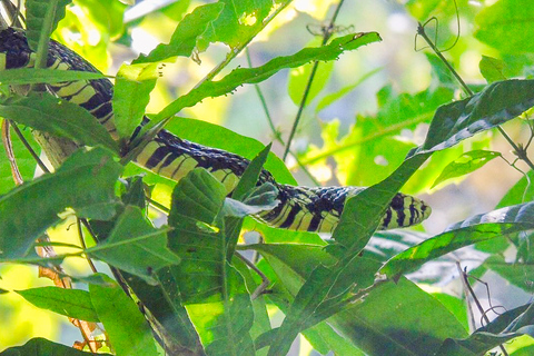 Panama: canale, foresta di Colón e forte San Lorenzo