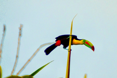 Panama: canale, foresta di Colón e forte San Lorenzo