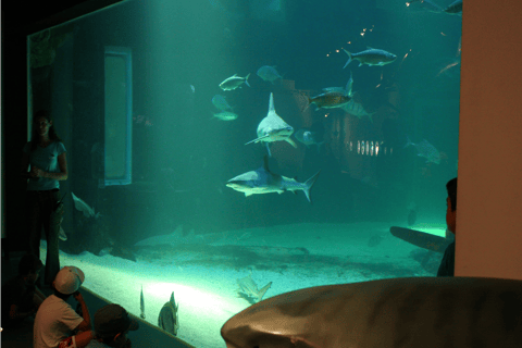 Le Grau-du-Roi: Seaquarium Skip-the-Line Entrance Ticket