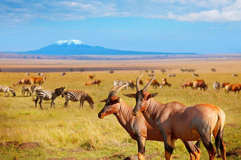 Von Nairobi aus: Amboseli-Nationalpark 3-tägige Mid-Luxus-Safari
