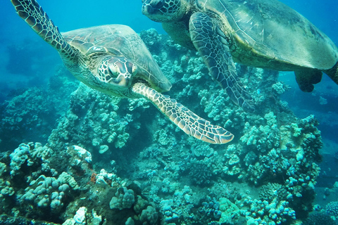 Ka'anapali Beach: Schnorcheln am Korallenriff und Schildkröten beobachten