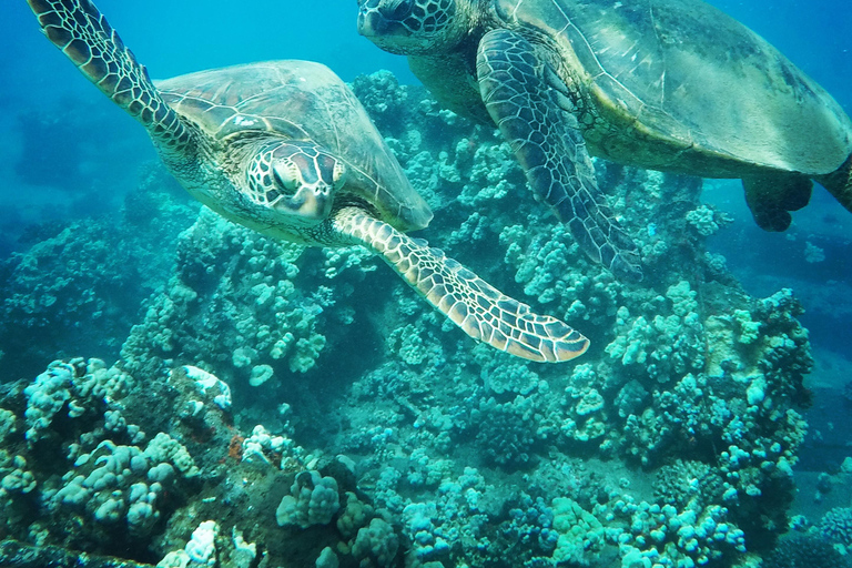 Ka'anapali Beach: Schnorcheln am Korallenriff und Schildkröten beobachten