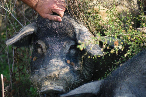 Dégustation de charcuterie et d&#039;huile d&#039;olive et visite près de Pise et Livourneanglais