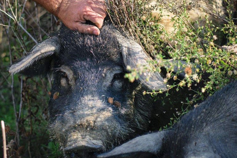 Dégustation de charcuterie et d&#039;huile d&#039;olive et visite près de Pise et Livourneanglais