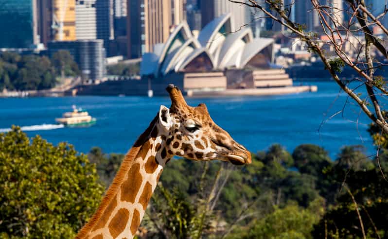 Taronga Zoo Sydney Tickets | GetYourGuide
