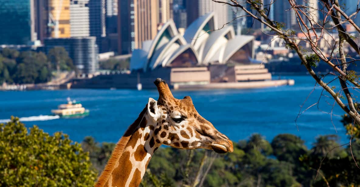 Taronga Zoo Sydney Tickets