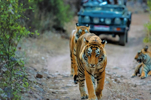 Delhi: Excursión de 3 días al Parque Nacional de Ranthambore con safari ...