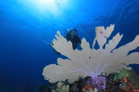 Cancun : plongée sous-marine pour débutants, 2 plongéesCancun: plongée sous-marine pour débutants, 2 bouteilles
