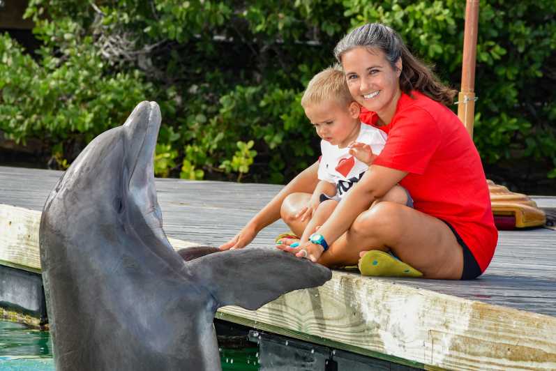 Florida Keys: Dockside Dolphin Experience