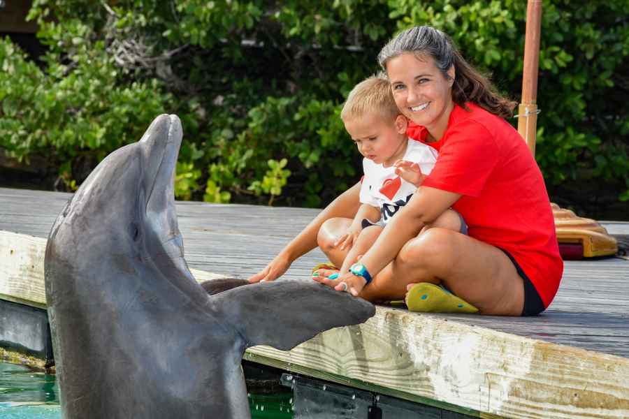 Florida Keys: Delfinerlebnis am Hafen. Foto: GetYourGuide