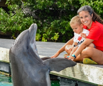 Florida Keys: Dockside Dolphin Experience