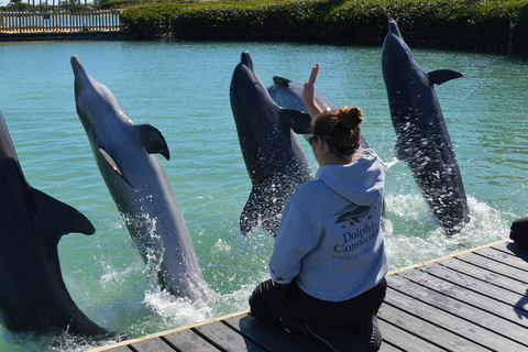 Cayos de Florida: experiencia con delfines en el muelle