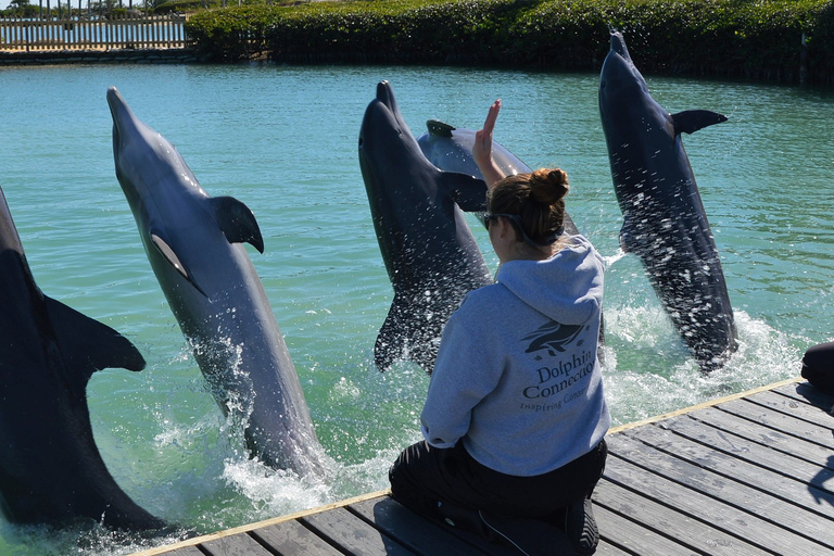 Cayos de Florida: experiencia con delfines en el muelle