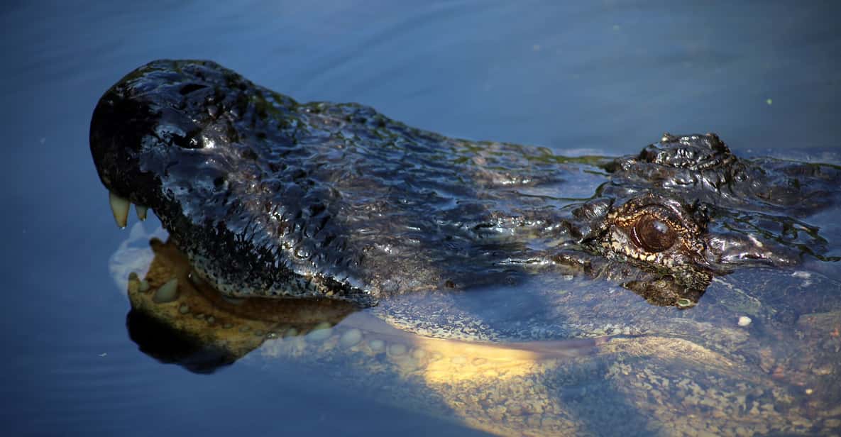 Panama City Beach: Airboat Ride