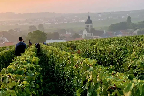 Excursión de un día privada a Champagne Moet Chandon, Pommery, Pressoria