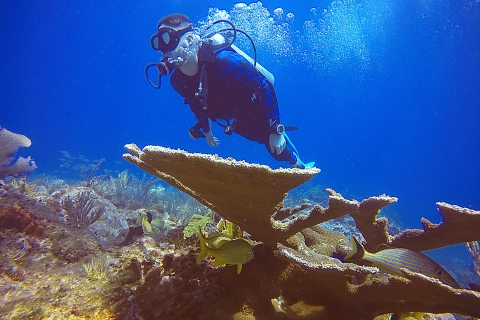 Cancun : certification de plongeur en eau libre SDI à 4 plongées
