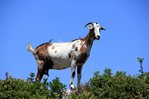 Insel Zakynthos: Private Tour in einem KleinbusStandard Option