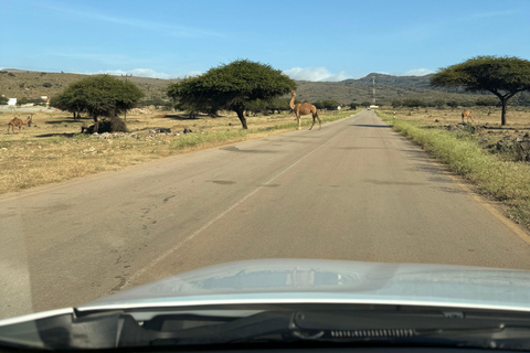 Salalah Local Life Tour: Camels, Coast & Natural Wonders
