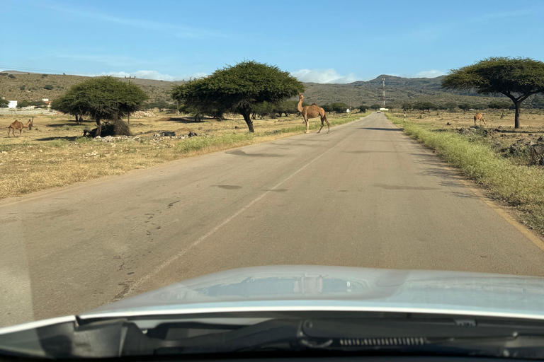 Salalah Local Life Tour: Camels, Coast & Natural Wonders