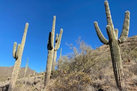 Phoenix: begeleid wandelavontuur in de Sonorawoestijn