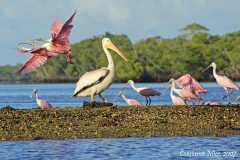 Everglades National Park: Bird and Wildlife Photography Tour