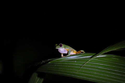 Tour noturno pela selva em Manuel AntonioExcursão particular