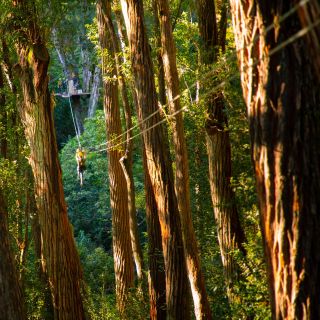 Big Island: 3-stündiges Kohala Canopy Zipline-Abenteuer