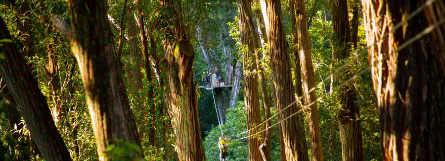 Grande île : 3 heures d'aventure en tyrolienne sur la canopée de Kohala