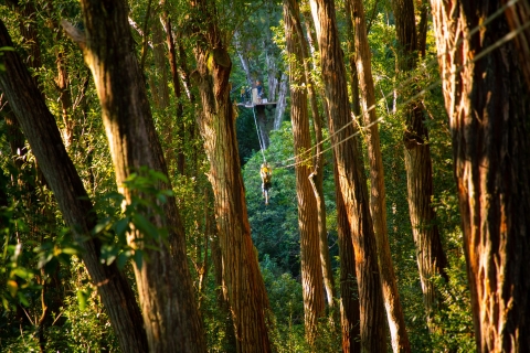 Big Island: 3-Hour Kohala Canopy Zipline Adventure Standard Option