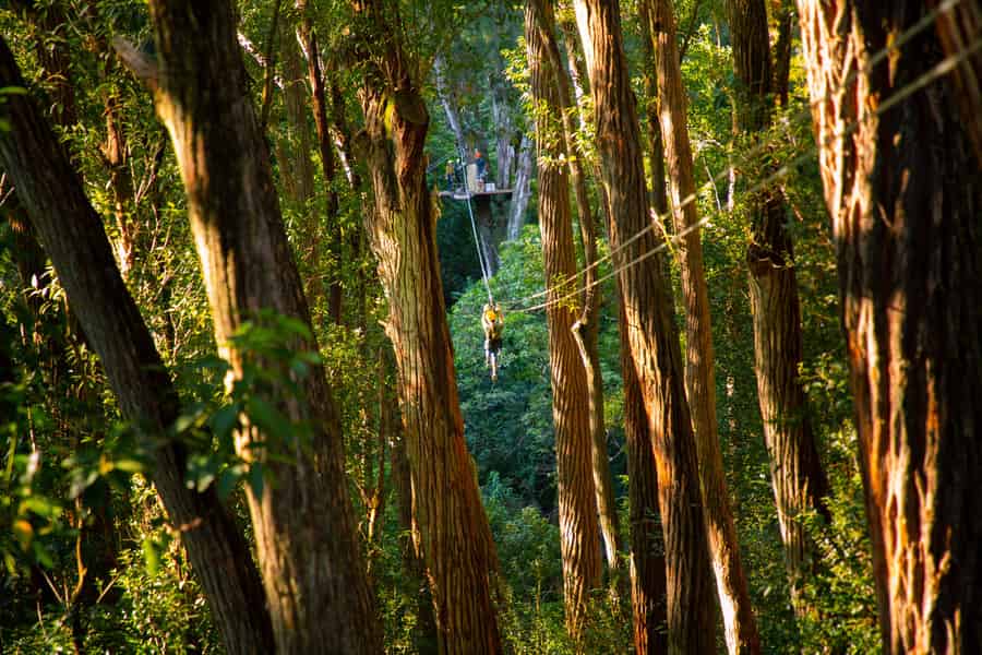 Big Island: 3-stündiges Kohala Canopy Zipline Abenteuer. Foto: GetYourGuide