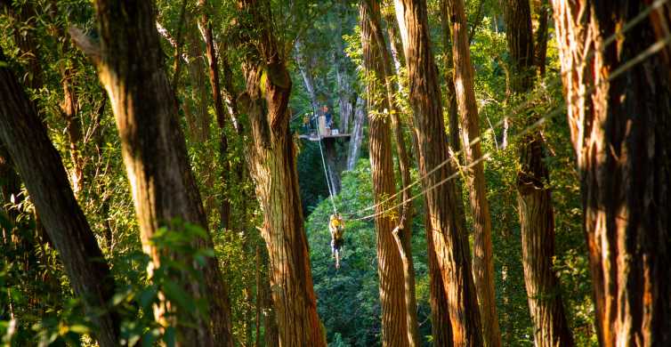 Big Island 3 Hour Kohala Canopy Zipline Adventure GetYourGuide