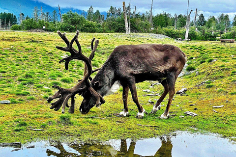 Anchorage: Mount Alyeska Tram & Wildlife Center Tour