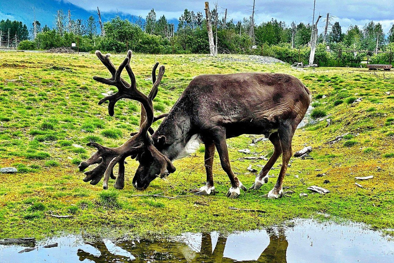 Anchorage: Mount Alyeska Tram & Wildlife Center Tour
