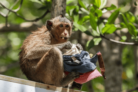 Ho Chi Minh: Explore the mangrove Can Gio forest full day