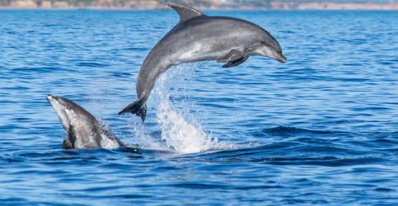 Albufeira: Dolphins & Caves Catamaran with Marine Biologist