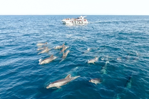 From Albufeira: Dolphins and Caves 2.5-Hour Boat Trip From Albufeira: Dolphins and Caves Boat Trip Refund Option