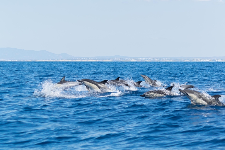 Albufeira: dolfijnen, grotten van Benagil en boottochtAlbufeira: Dolphins & Benagil Caves Tour - geen geld terug