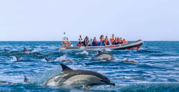 Albufeira: Dolphins & Benagil Caves RIB Tour