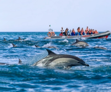 Albufeira: Dolphins, Benagil Caves and Coastline Boat Tour