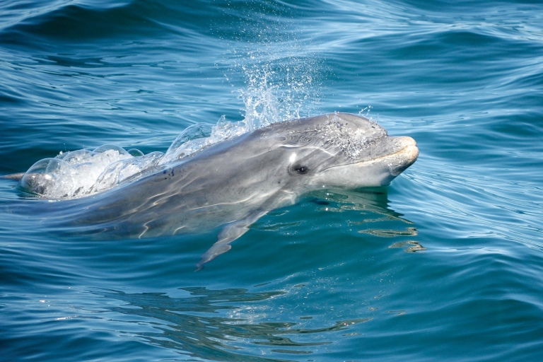 Albufeira: dolfijnen, grotten van Benagil en boottochtAlbufeira: Dolphins & Benagil Caves Tour - geen geld terug
