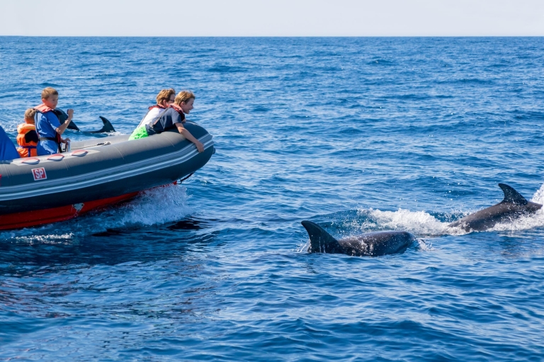 Albufeira: delfines, cuevas de Benagil y paseo en barcoAlbufeira: tour de delfines y cuevas de Benagil - sin devolución de dinero