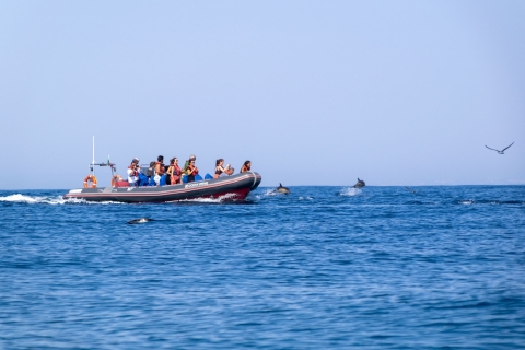 Albufeira: delfines, cuevas de Benagil y paseo en barco